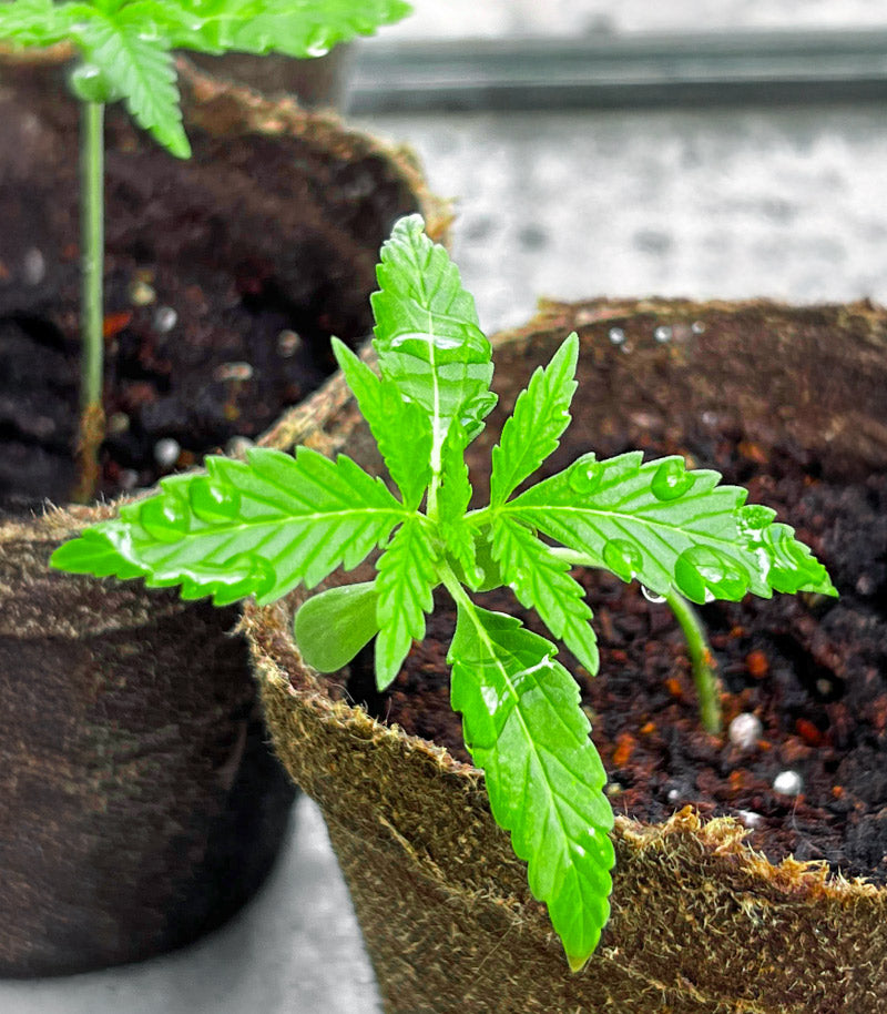 Durban Poison Autoflower Cannabispflanze – Humboldt Seed Company, Foto 1