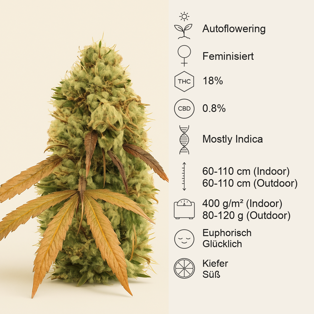 Critical Automatic (BlimBurn Seeds)