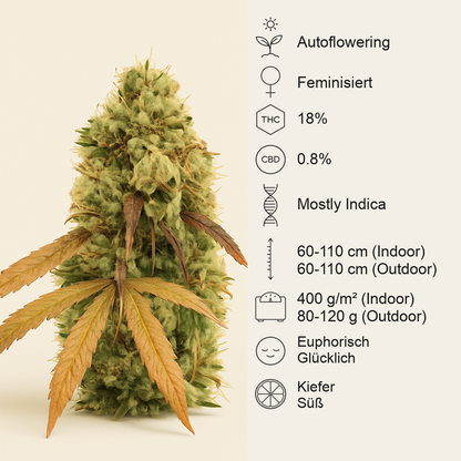 Critical Automatic (BlimBurn Seeds)