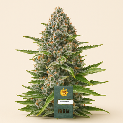 Gorilla Z Auto feminisiertes Saatgut (Barney's Farm)