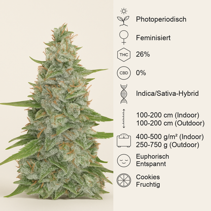 Meringue (Dutch Passion) Cannabis-Samen