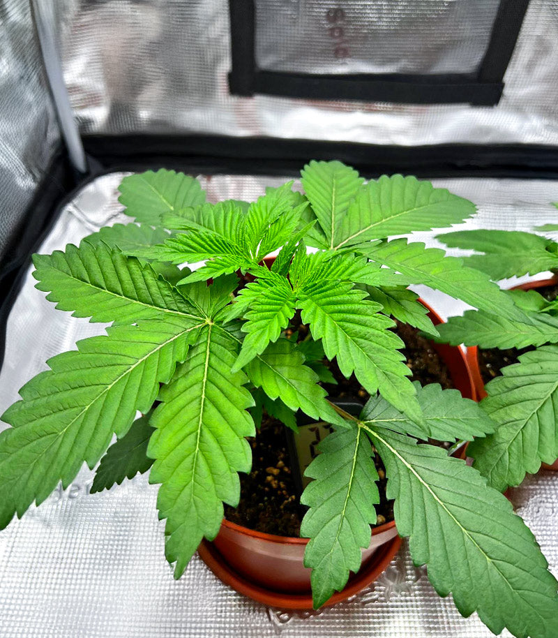 Cherry Poppers Cannabispflanze – Barney's Farm, Foto 2