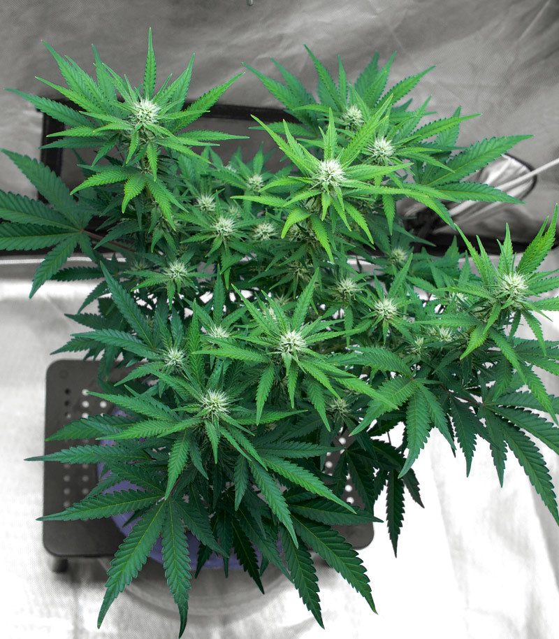 Runtz Cannabispflanze – Barney's Farm, Foto 3