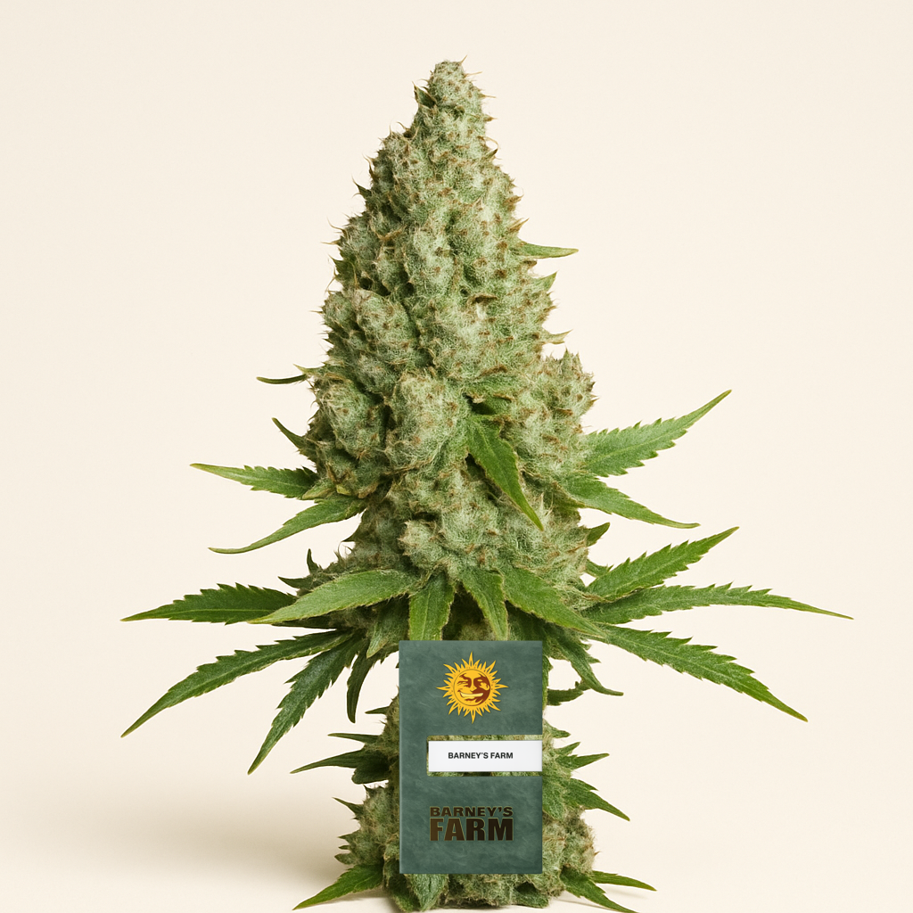 Amnesia Lemon (Barney's Farm) Cannabis-Samen