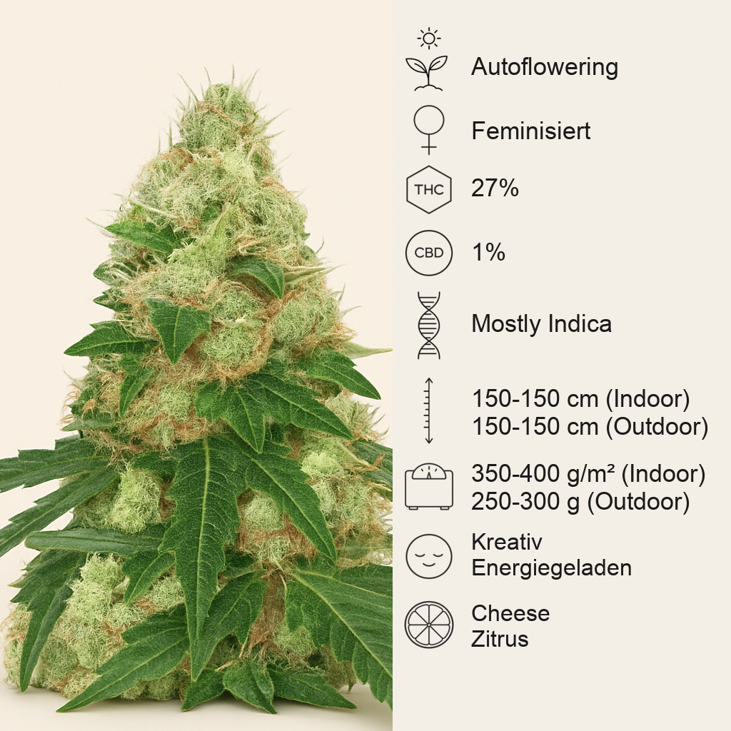 Super Sangria Skunk Autoflower feminisierte Samen (Seedkeepers)