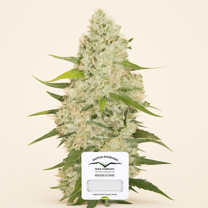 Think Big Auto (Dutch Passion) Cannabis-Samen