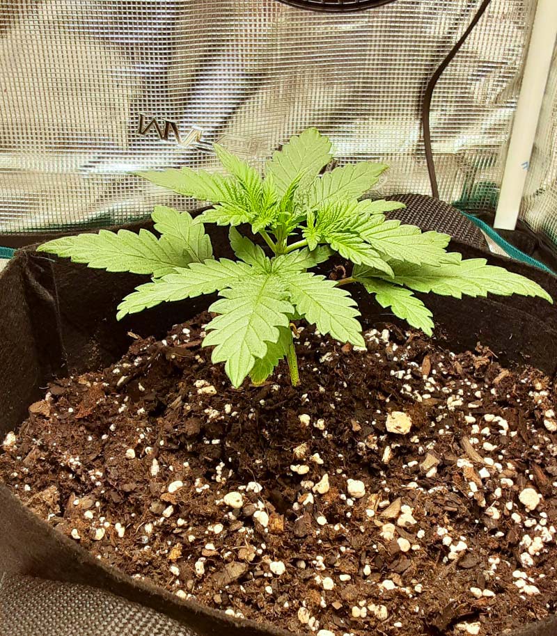 Tropicanna Banana Cannabispflanze – Barney's Farm, Foto 1