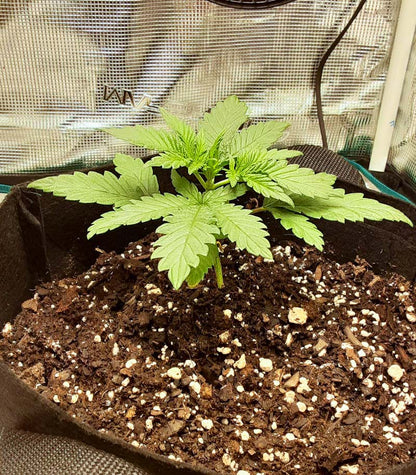 Tropicanna Banana Cannabispflanze – Barney's Farm, Foto 1