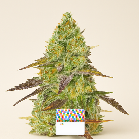 Grand Daddy Purple Fast Version feminisierte Samen (EGS)