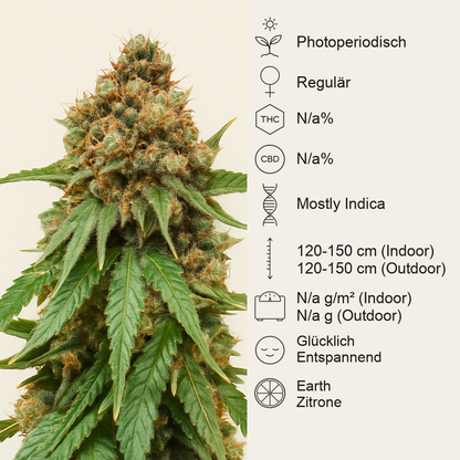 Northern Lights regular (Sensi Seeds) Cannabis-Samen