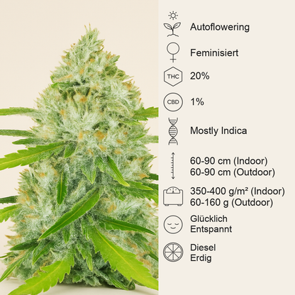 Original Auto Chemdawg (Fast Buds) Cannabis-Samen