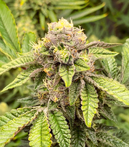 Sticky Sherbert GG Cannabispflanze – Seedkeepers, Foto 2
