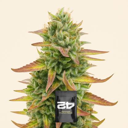 Tropicana Cookies Fast Flowering feminisierte Samen (Fast Buds)