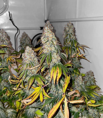 The White Fire OG Cannabispflanze – Seedkeepers, Foto 3