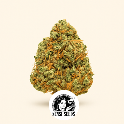 Sensi #34 Auto CBD (Sensi Seeds) Cannabis-Samen