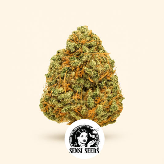Sensi #34 Auto CBD (Sensi Seeds) Cannabis-Samen