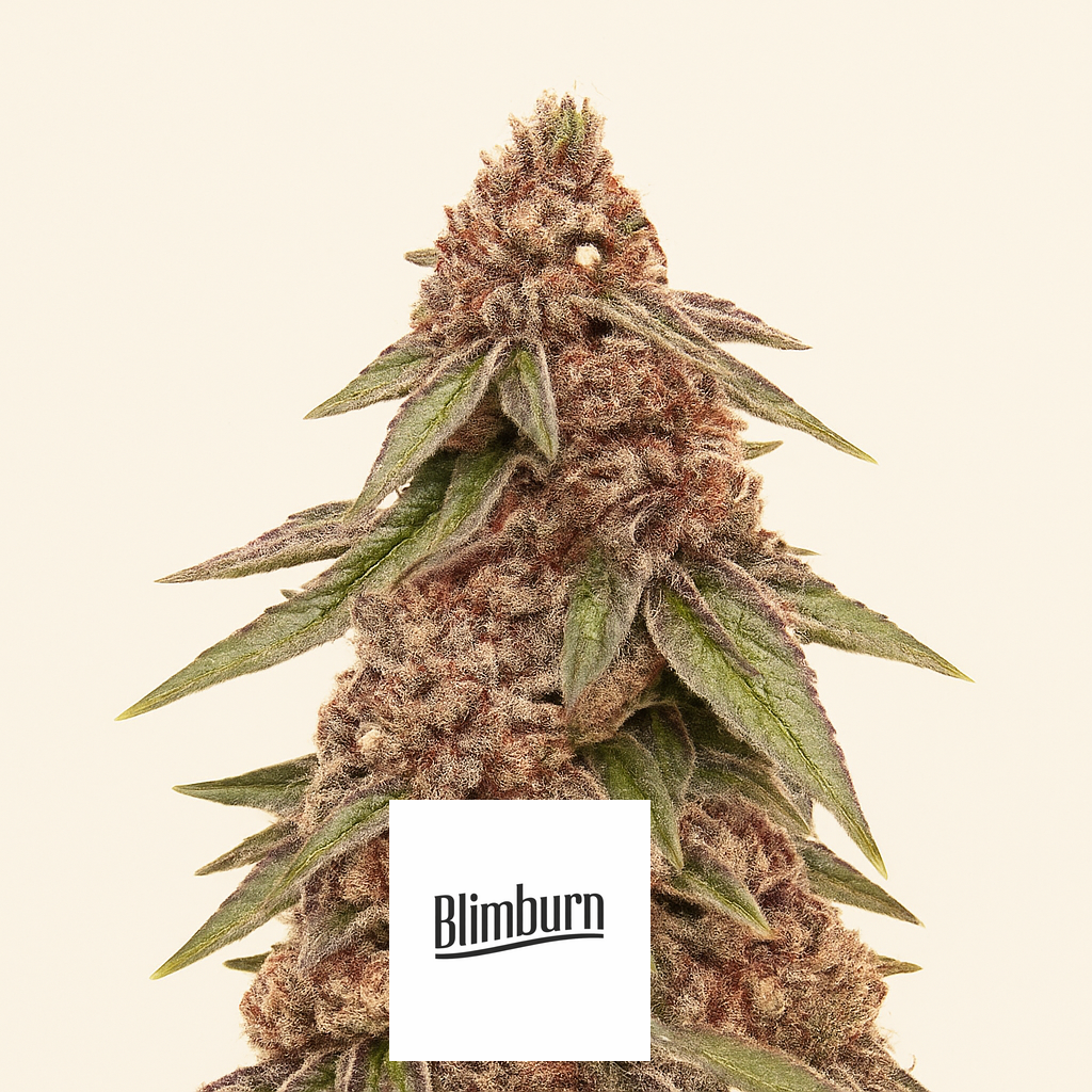 Granddaddy Purple feminisierte Samen (Blimburn Seeds)