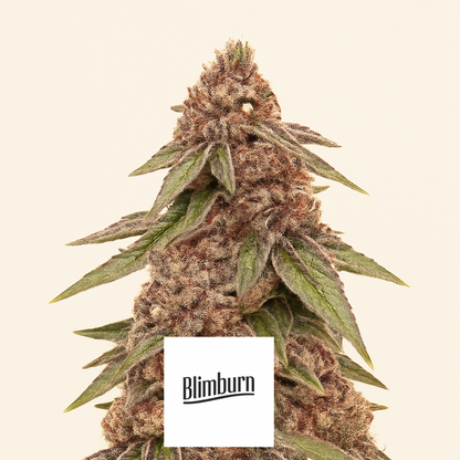 Granddaddy Purple feminisierte Samen (Blimburn Seeds)