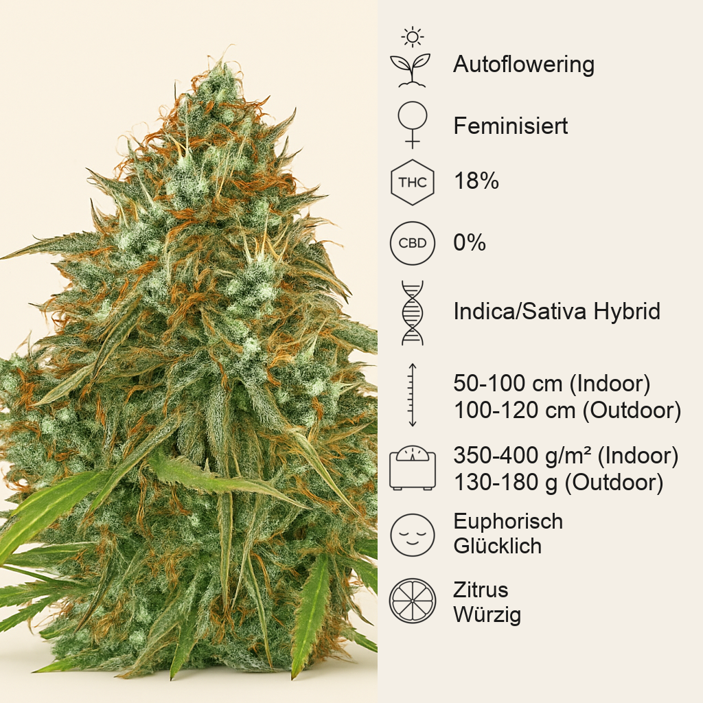 Amnesia Haze Automatic (RQS) Cannabis-Samen