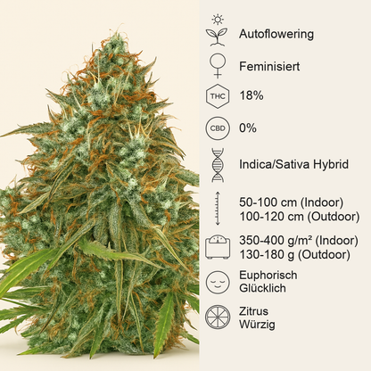 Amnesia Haze Automatic (RQS) Cannabis-Samen