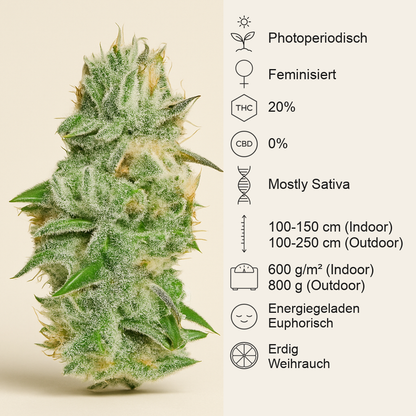 Original Juan Herer (Delicious Seeds) Cannabis-Samen