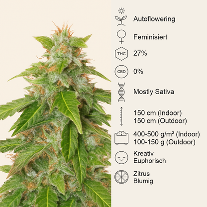 Quarter Pounder Autoflower feminisierte Samen (EGS)