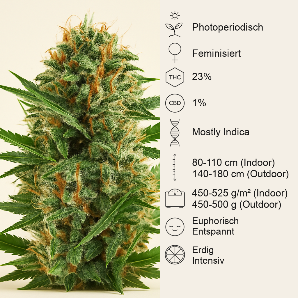 Royal Cookies (RQS) Cannabis-Samen