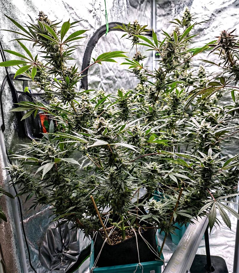 Lemon Cherry Gelato Cannabispflanze – Barney's Farm, Foto 3