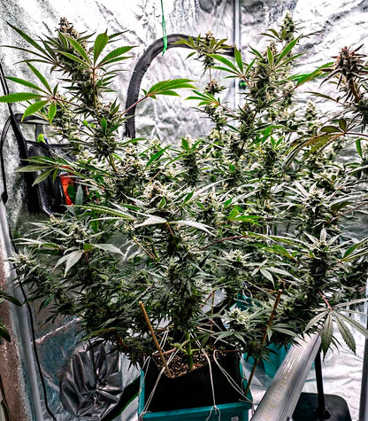 Lemon Cherry Gelato Cannabispflanze – Barney's Farm, Foto 3