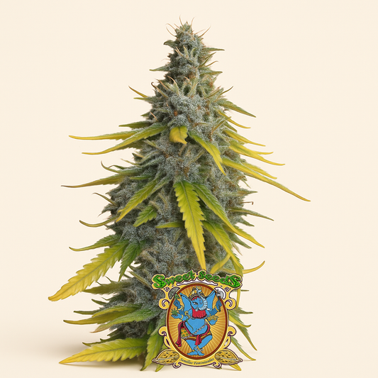 S.A.D. Sweet Afgani Delicious F1 Fast Version (Sweet Seeds) Cannabis-Samen
