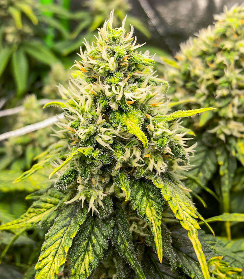 Chemdog Fast Version Cannabispflanze – EGS, Foto 3