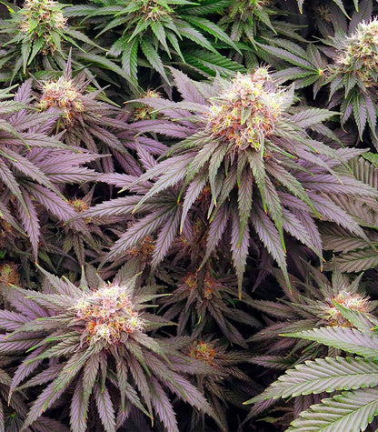 Lemon Drizzle Cannabispflanze – Barney's Farm, Foto 2