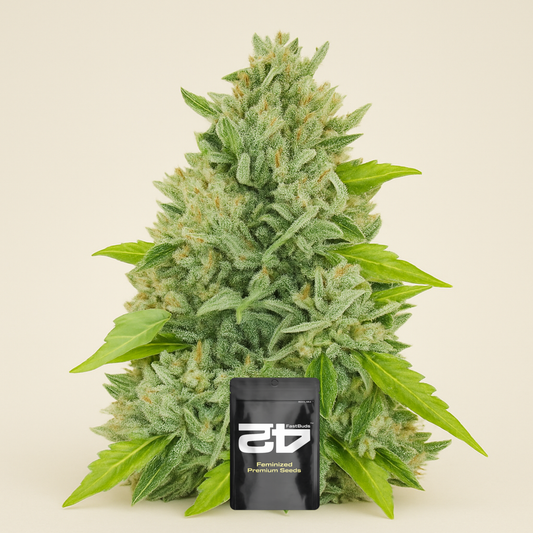 Original Auto Russian (Fast Buds) Cannabis-Samen
