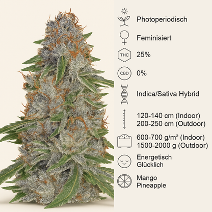 Pineapple Express feminisierte Samen (Barney's Farm)