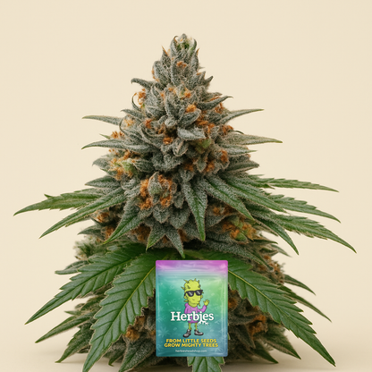 Insane OG-Samen (Herbies Seeds)