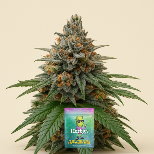 Insane OG-Samen (Herbies Seeds)
