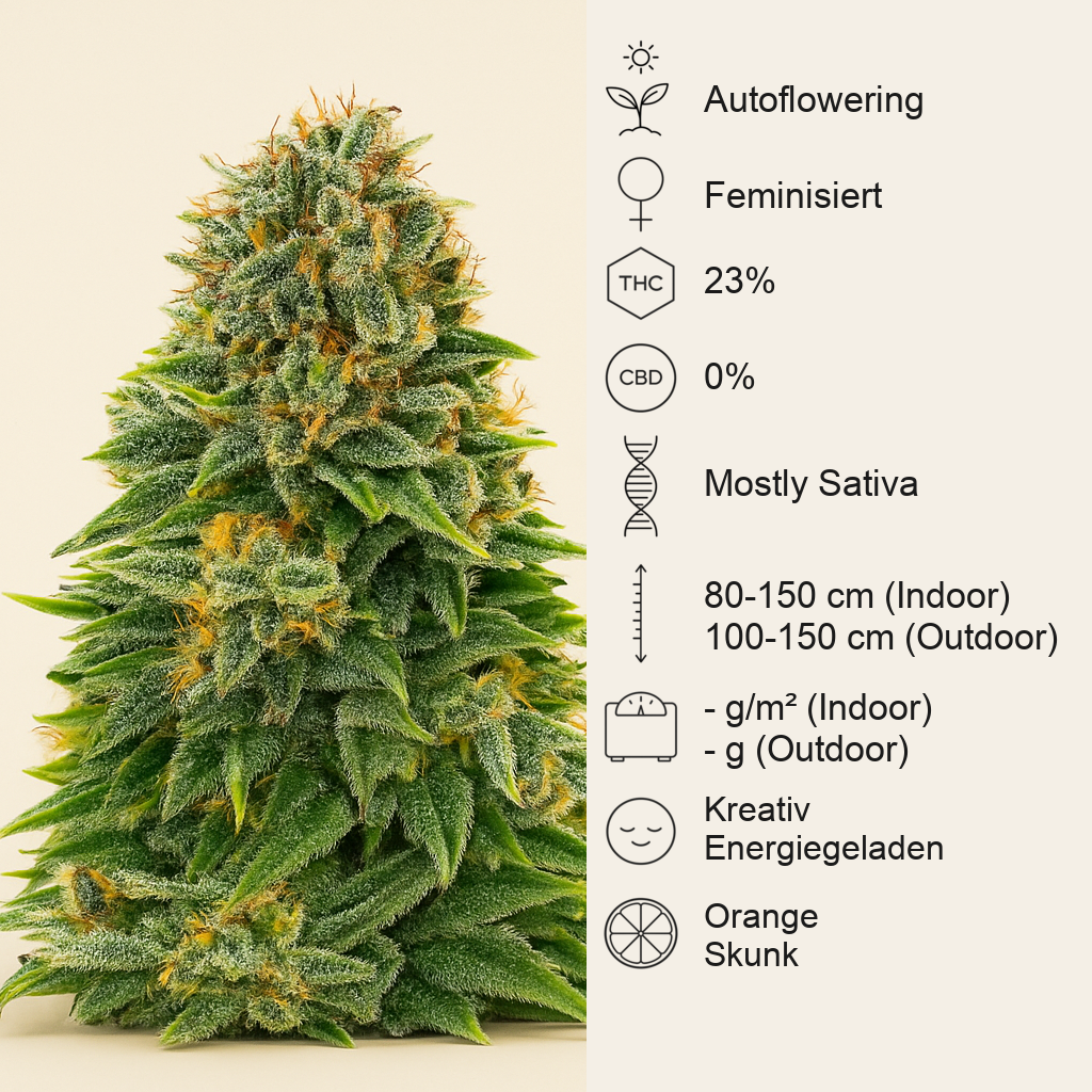 Dream Queen Autoflower feminisierte Samen (Humboldt Seed Company)