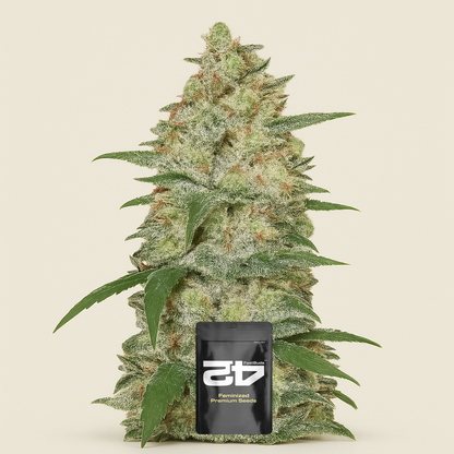 Original Auto White Widow (Fast Buds) Cannabis-Samen