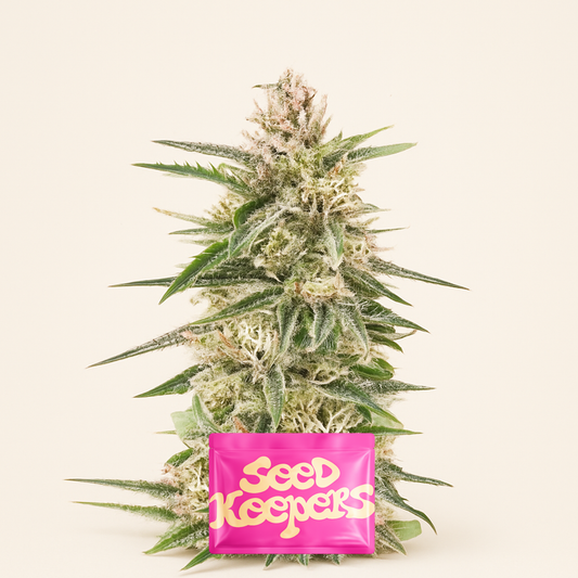 Skywalker Autoflower feminisierte Samen (Seedkeepers)