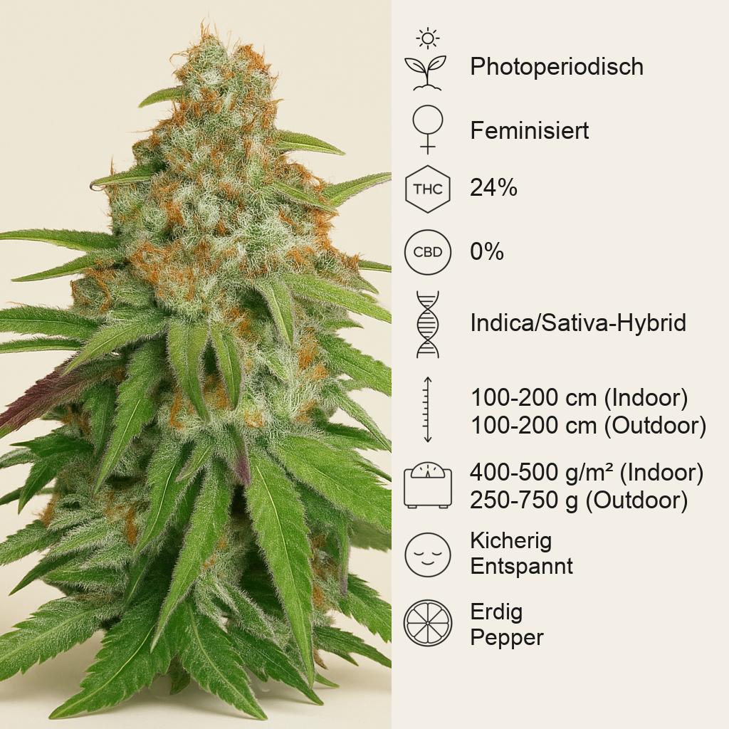 Glueberry O.G. (Dutch Passion) Cannabis-Samen