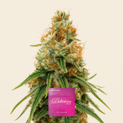 Purple Mango Kush (Delicious Seeds)