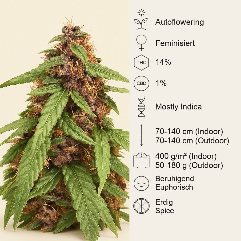 Auto Super OG Kush (Pyramid Seeds) Cannabis-Samen