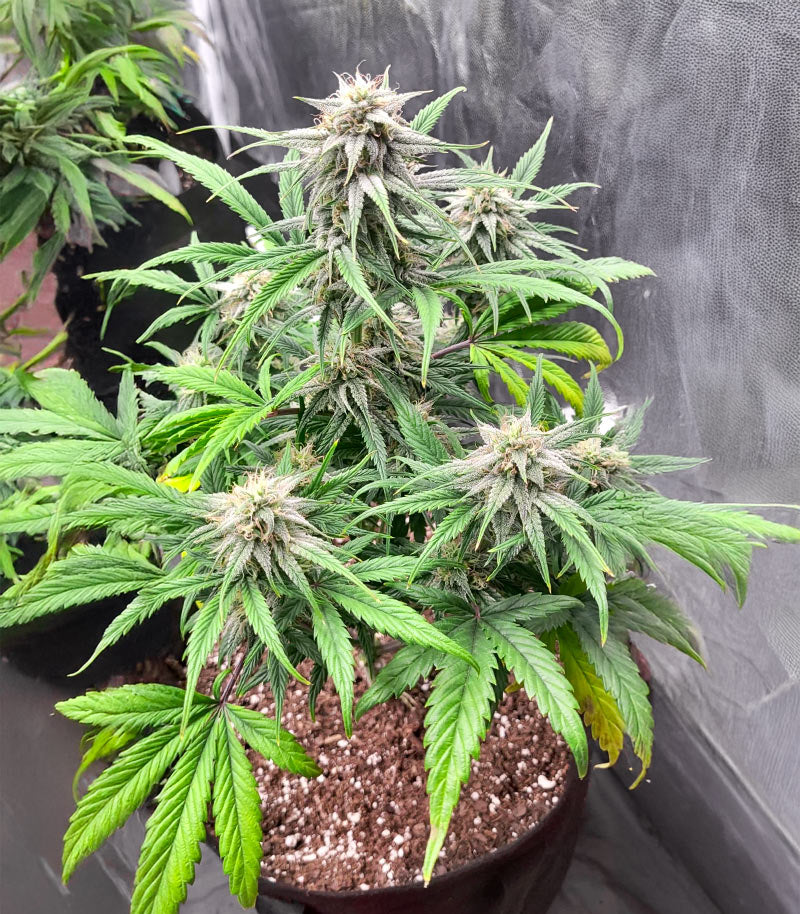 Keep Frosted Guava Autoflower Cannabispflanze – Seedkeepers, Foto 2