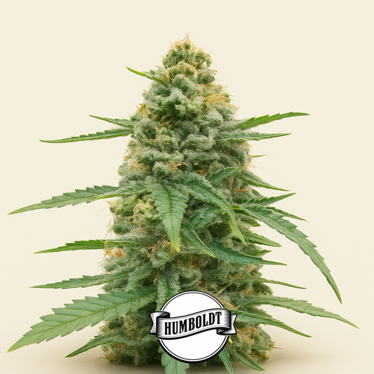 All Gas OG Autoflower feminisierte Samen (Humboldt Seed Company)