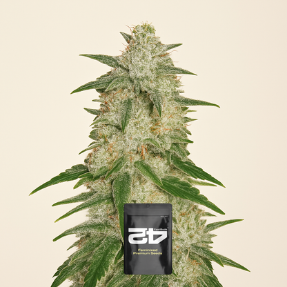 Gelato Auto feminisierte Samen (Fast Buds)