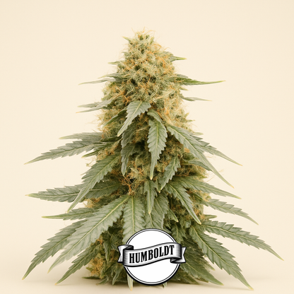 Durban Poison Autoflower feminisierte Samen (Humboldt Seed Company)