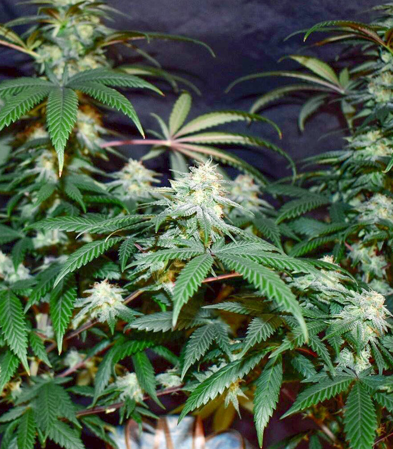Grandmommy Purple Cannabispflanze – Herbies Seeds, Foto 1