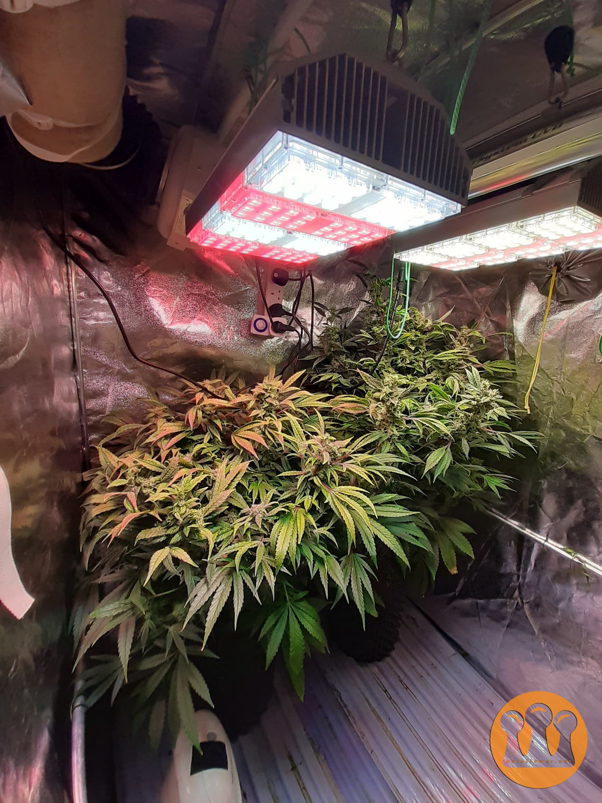 Skywalker Haze Cannabispflanze – Dutch Passion, Foto 7