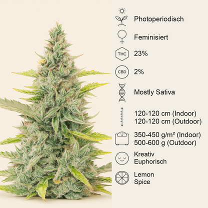 Trainwreck Fast Version feminisierte Samen (Seedkeepers)
