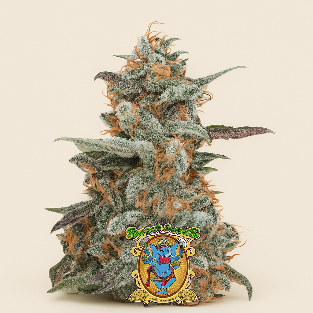 Devil Cream Auto (Sweet Seeds) Cannabis-Samen